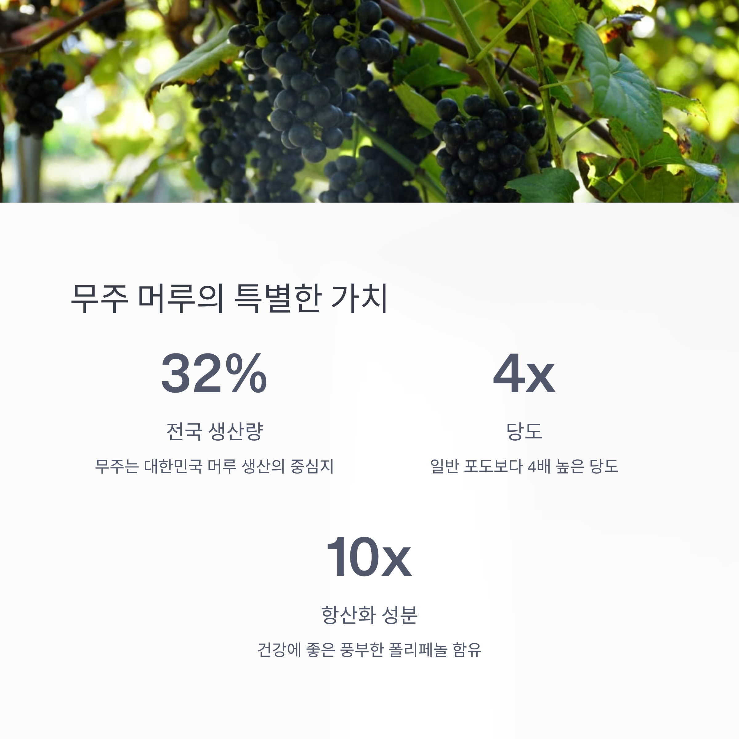 무주 머루의 특별한 가치