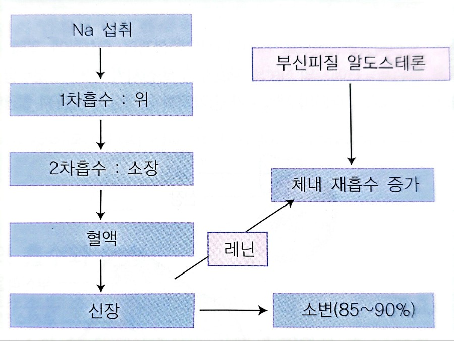 나트륨의 흡수와 대사