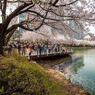 서울 벚꽃 주말 방문