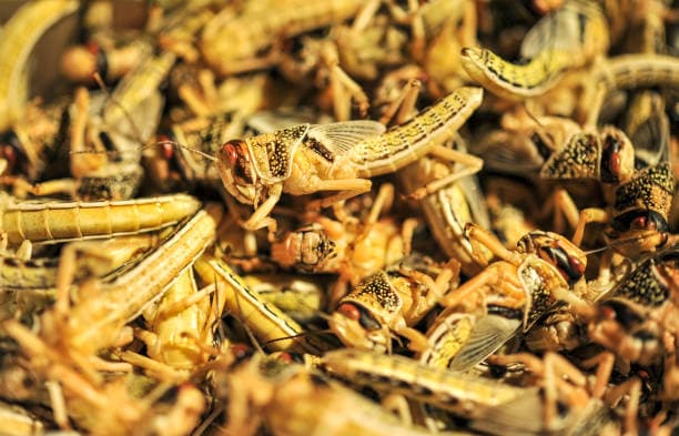 미래단백질(곤충식량)