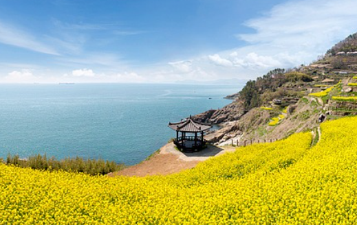 유채꽃 개화시기