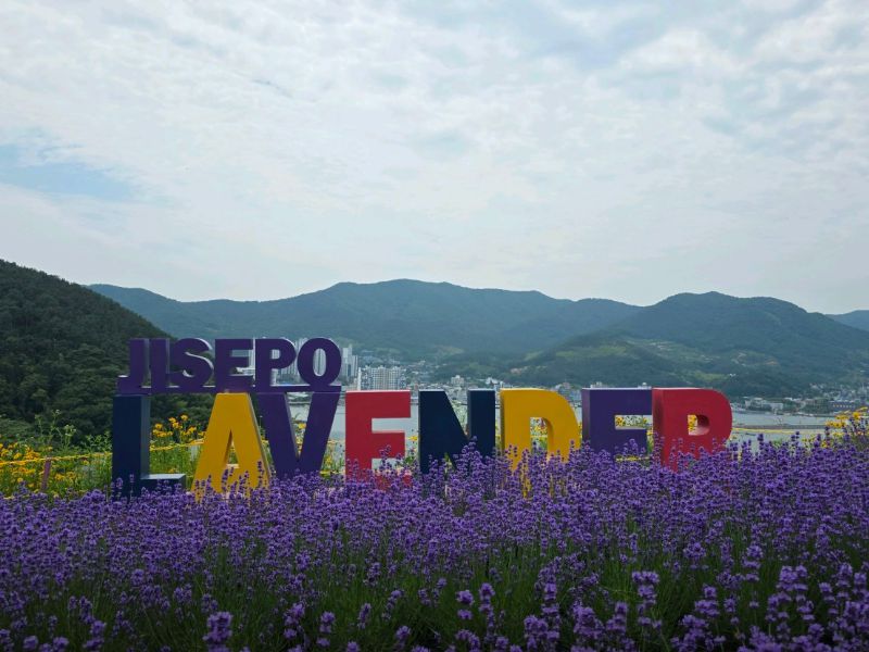 지세포진성꽃동산