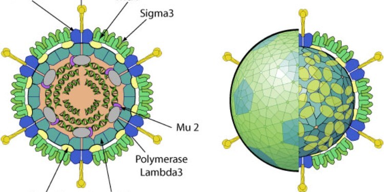 레오바이러스 구조