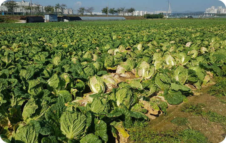 무름병에 감염된 배추밭 [사진=뉴스1]