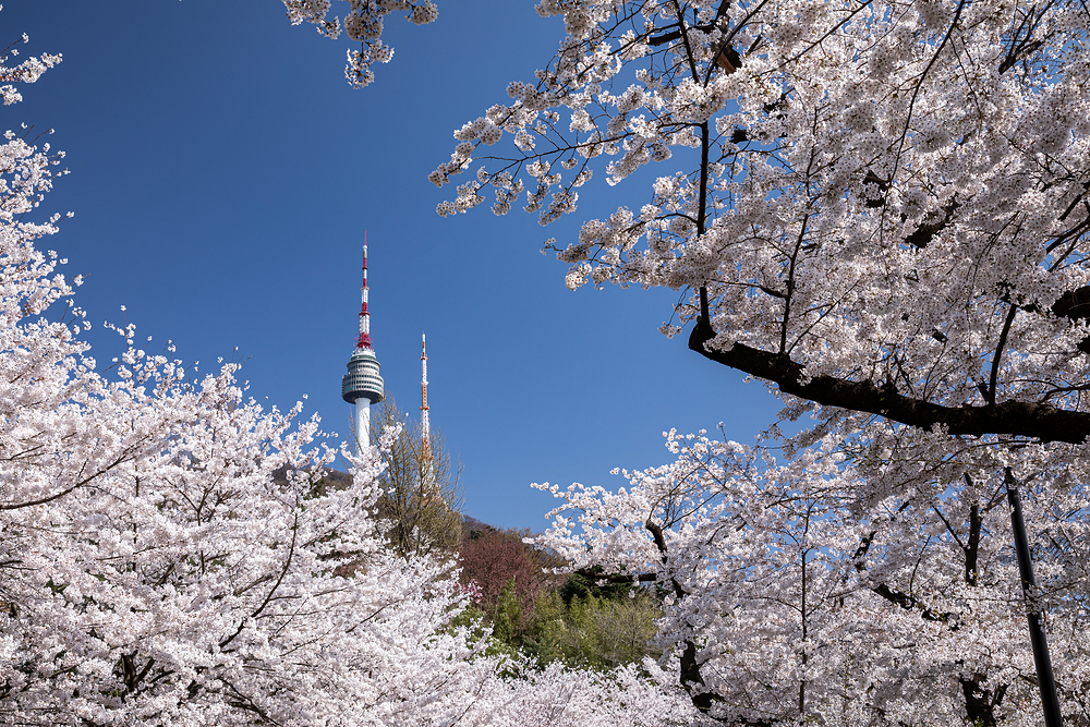 남산 벚꽃