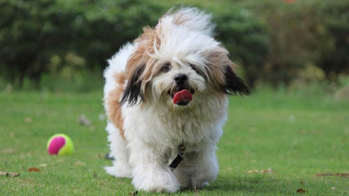 라사압소(Lhasa Apso) 이미지