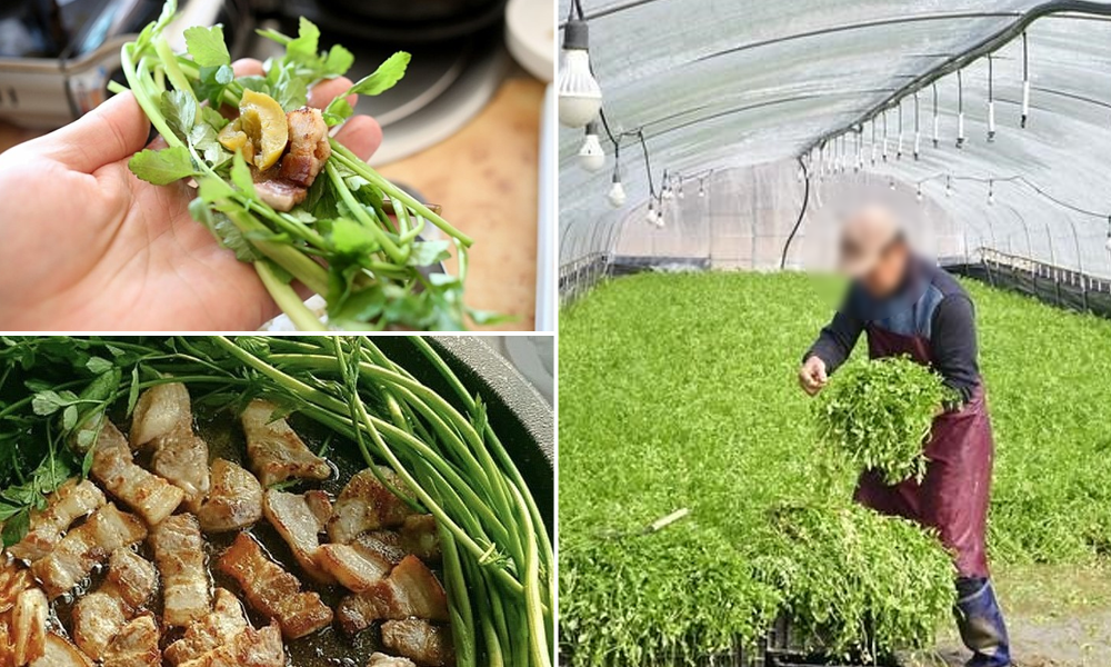 2025 원동 미나리 축제