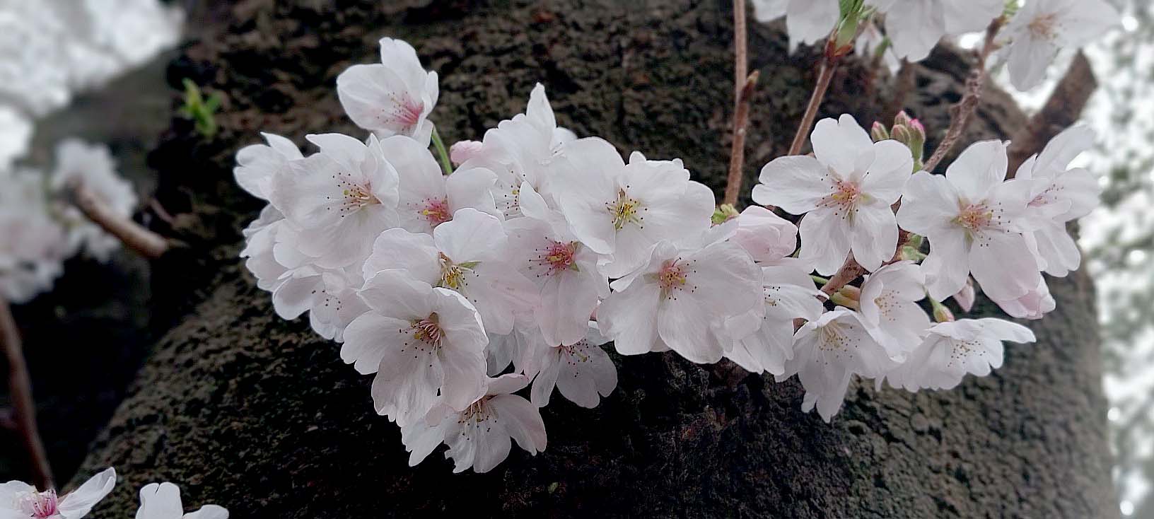 벚꽃이 춤추는 제주의 봄