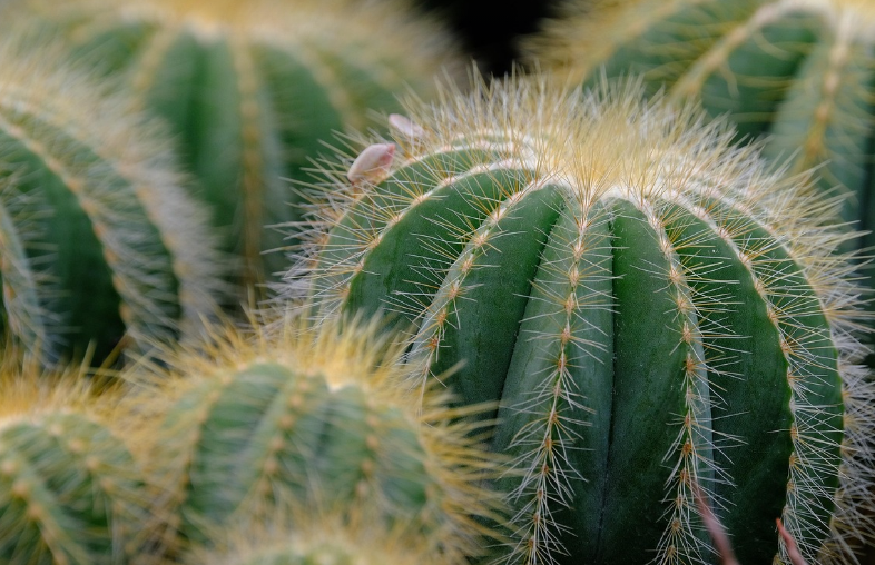 반려식물과 함께하는 홈오피스