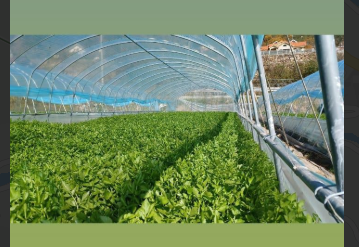 6시내고향 미나리