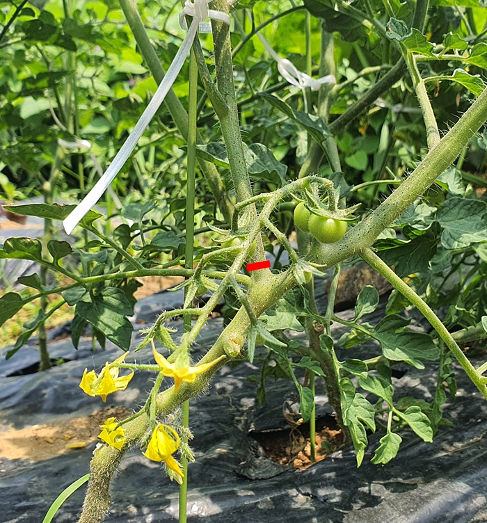 방울토마토 가지치기 방법