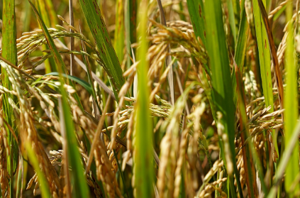 이성부 시 벼 의 이미지