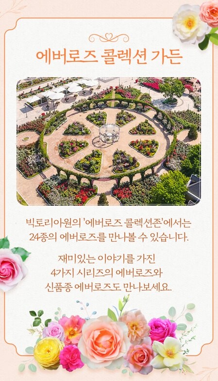 에버랜드 장미축제 정보