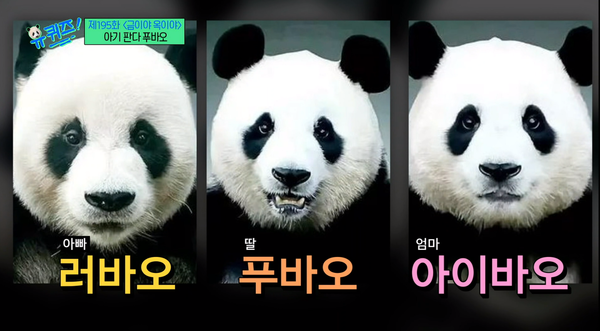 러바오 푸바오 아이바오 - 출처 : 유퀴즈