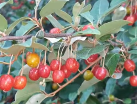 보리수열매효능