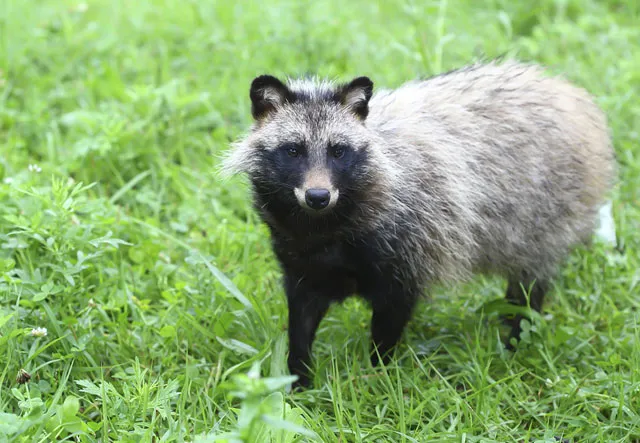 야생 너구리 도시 특징 매력 성격_1