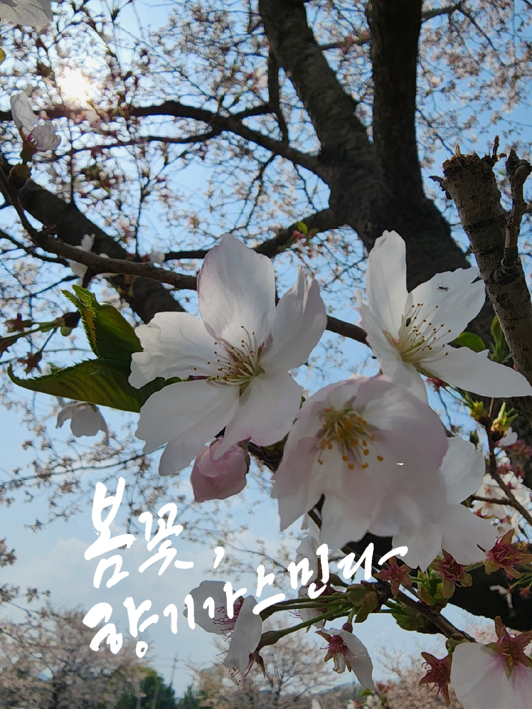 캘리그래피로 표현하기 좋은 문장 50가지