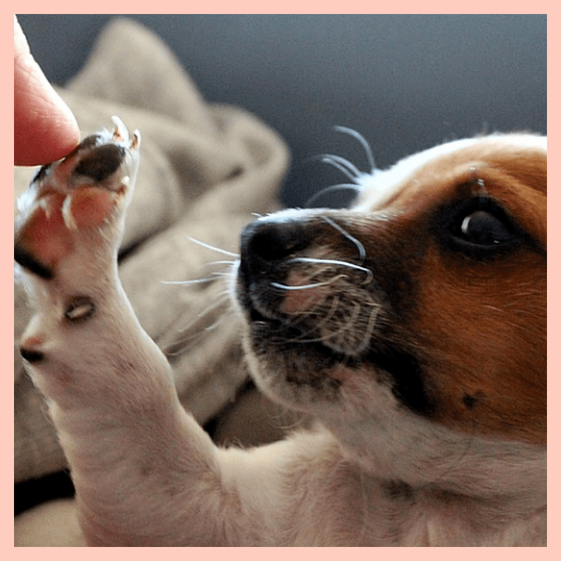 강아지-발-바세린