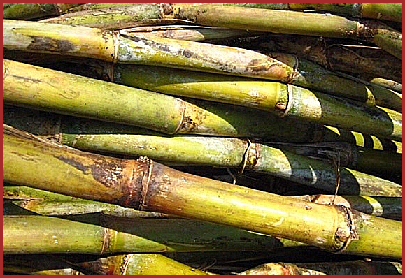 이만기 쏘팔메토