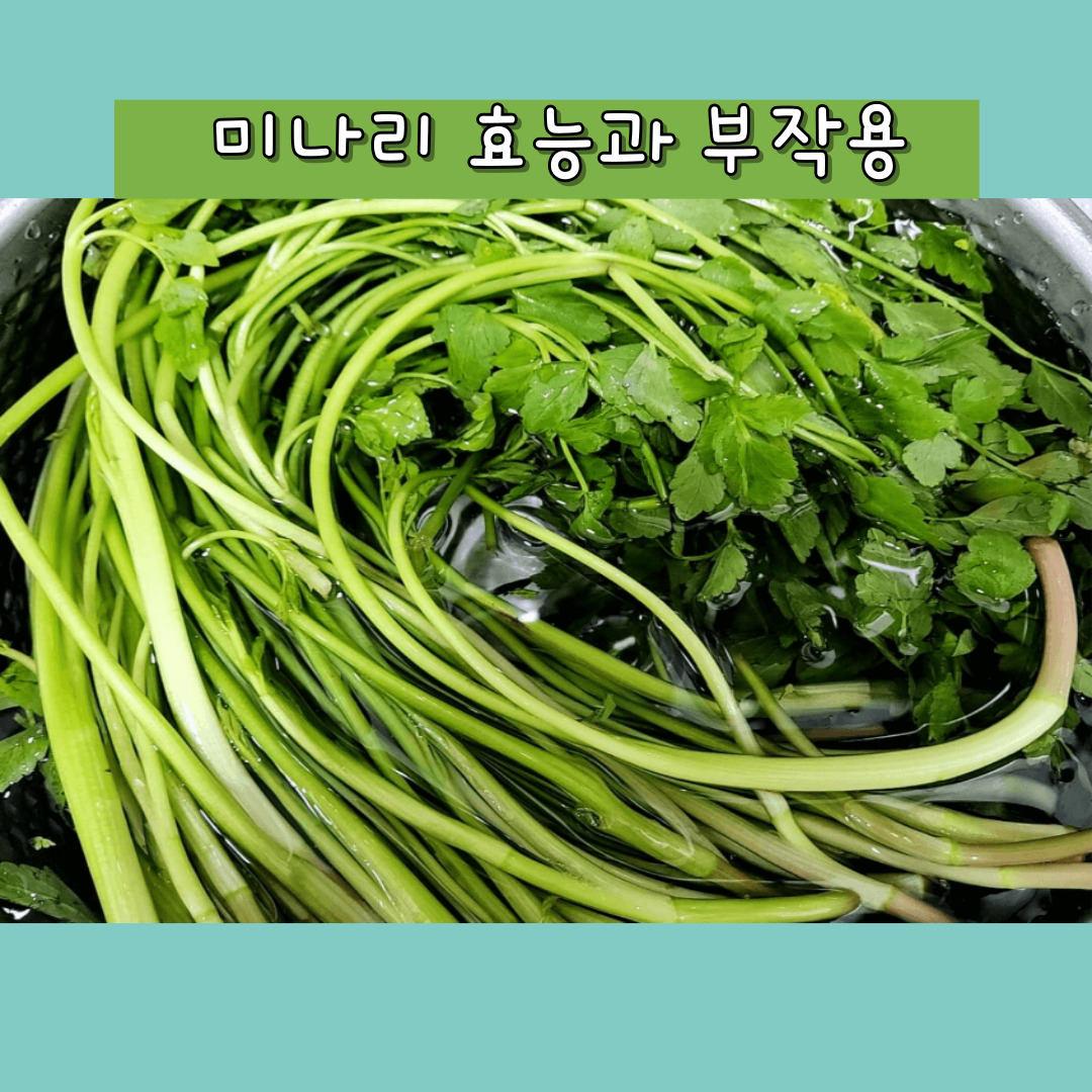 미나리 효능 부작용