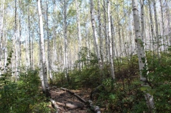 인제 자작나무 숲 사전예약 방법