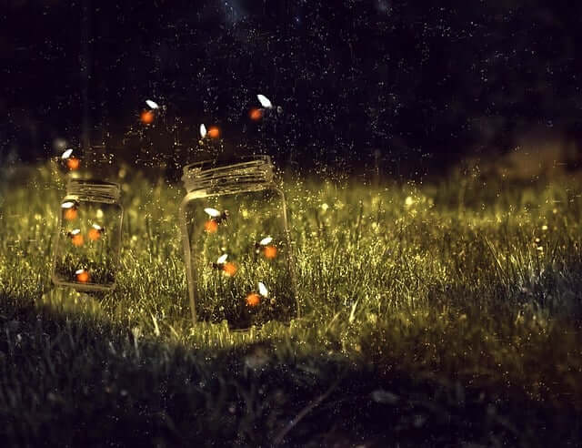 반딧불이