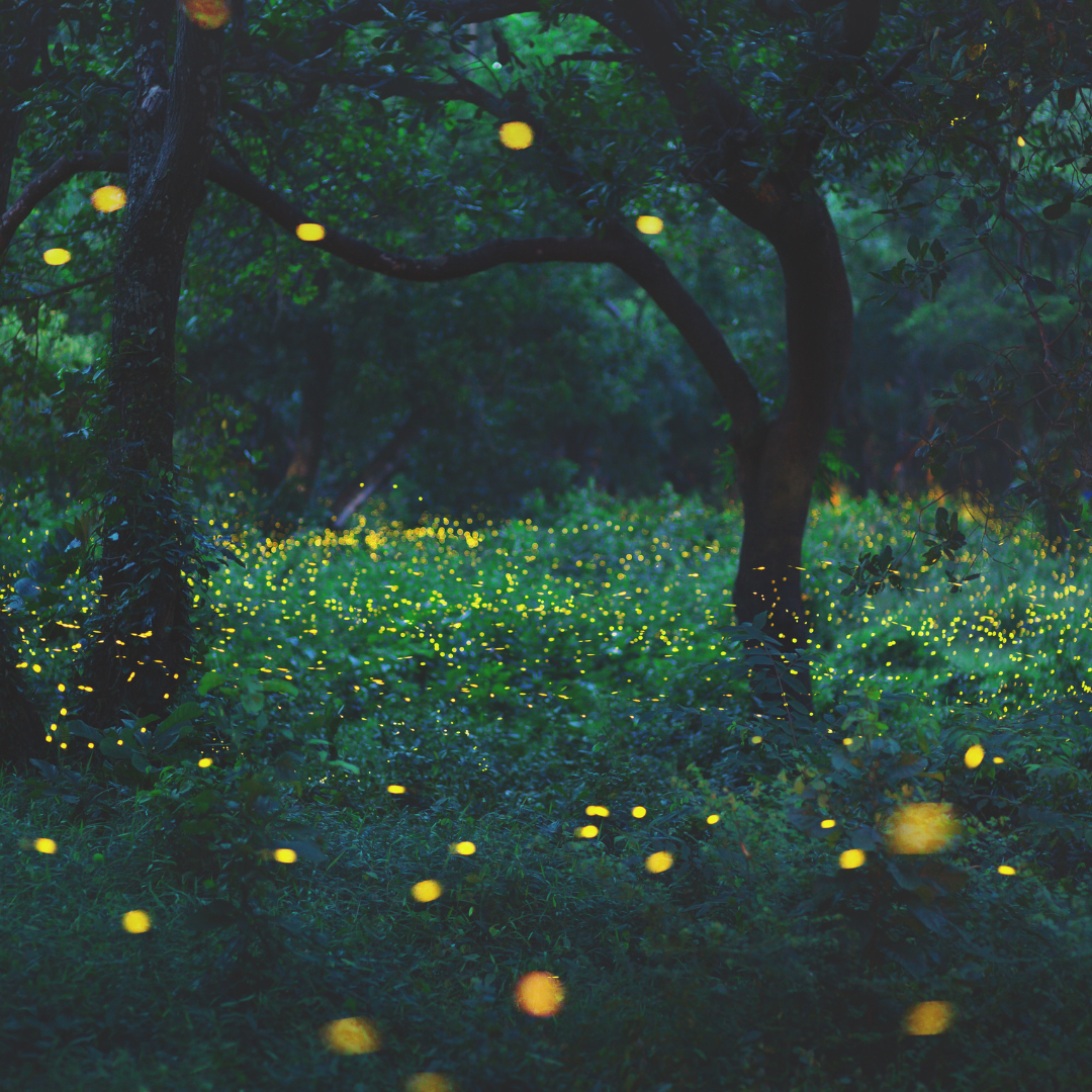 2024 화담숲 반딧불이 축제 예약 방법과 예매 일정 완벽 가이드