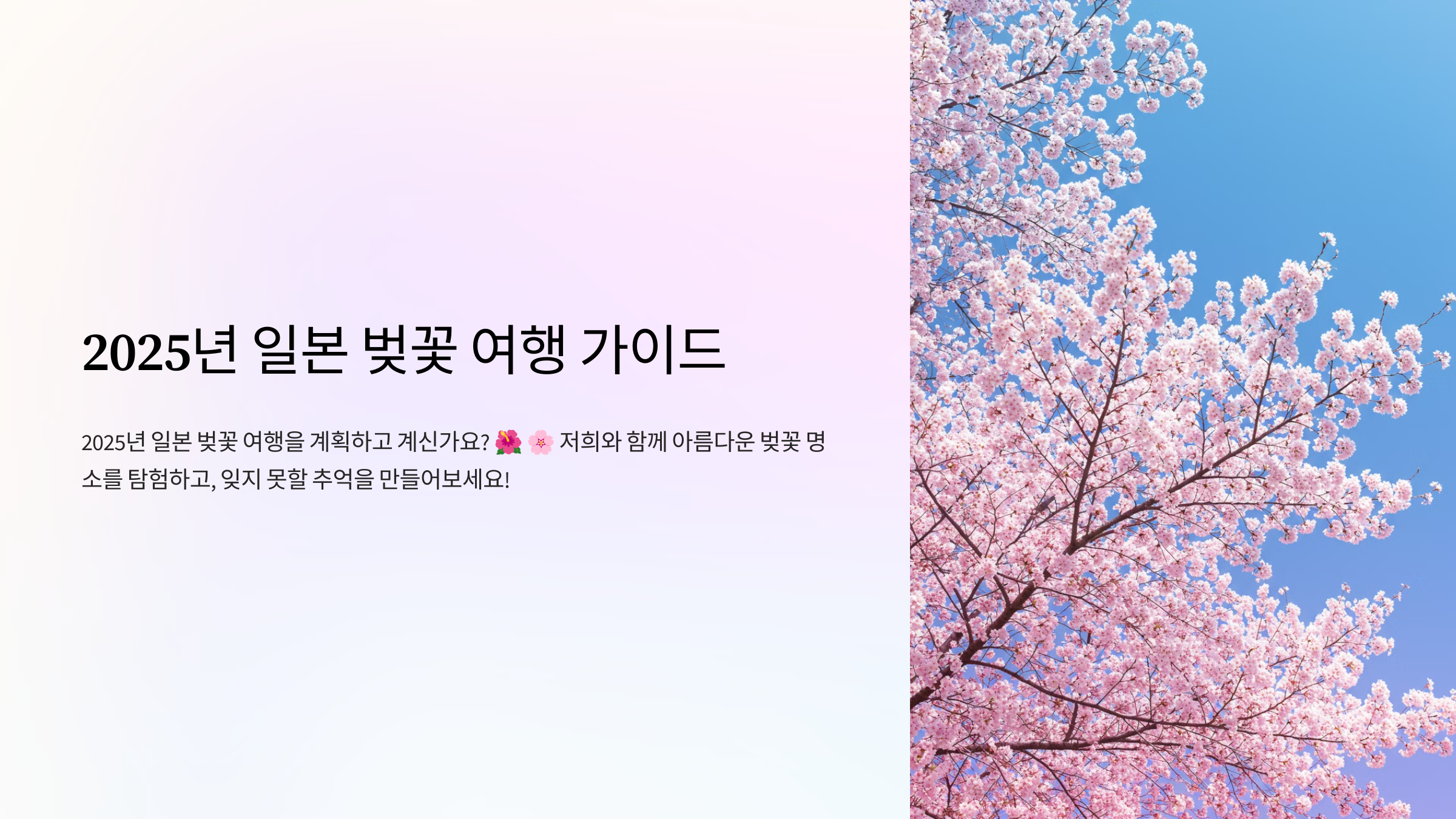 2025년 일본 벚꽃 여행 가이드