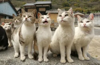 일본 고양이 마을 여행, 소개_31