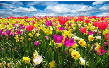 2025년 봄 시즌! 가족과 떠나는 1박2일 축제 여행