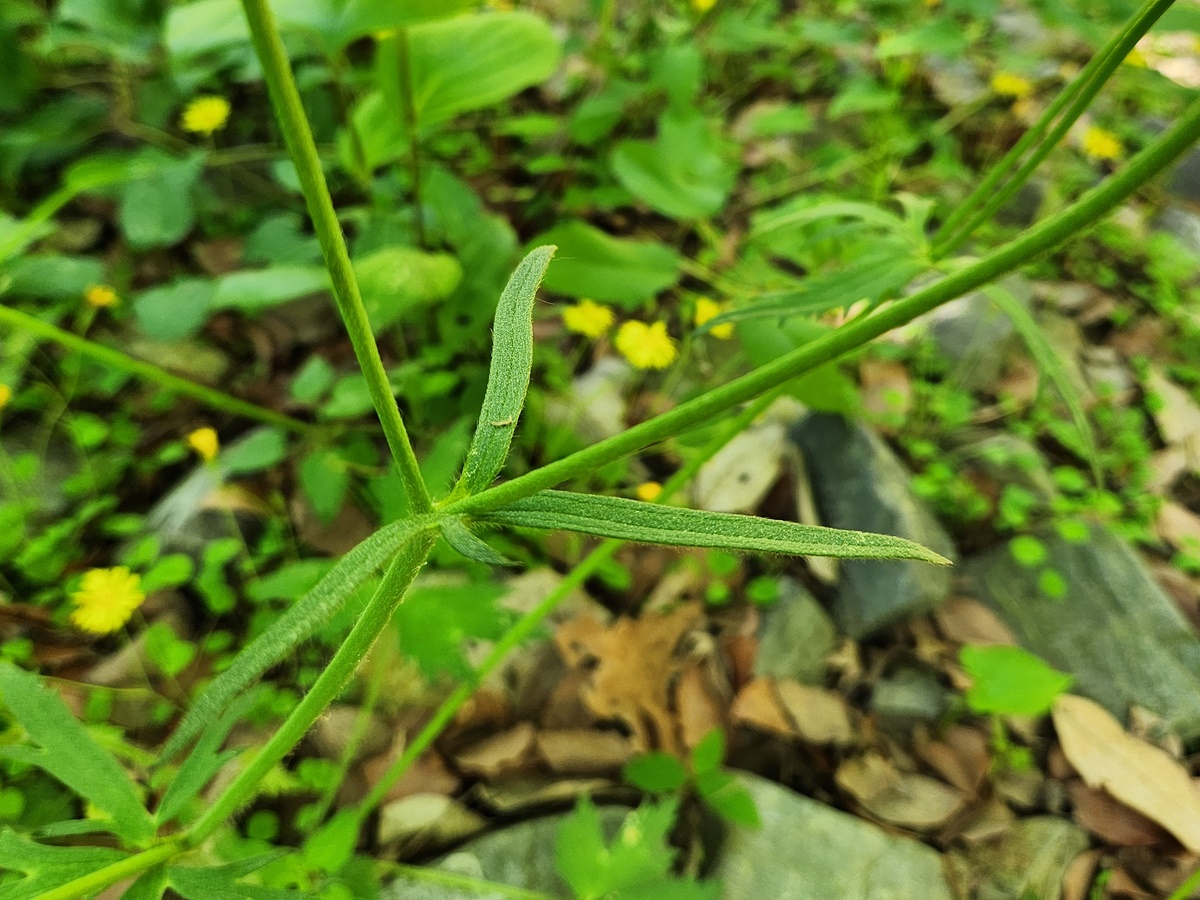 미나리아재비 Buttercup