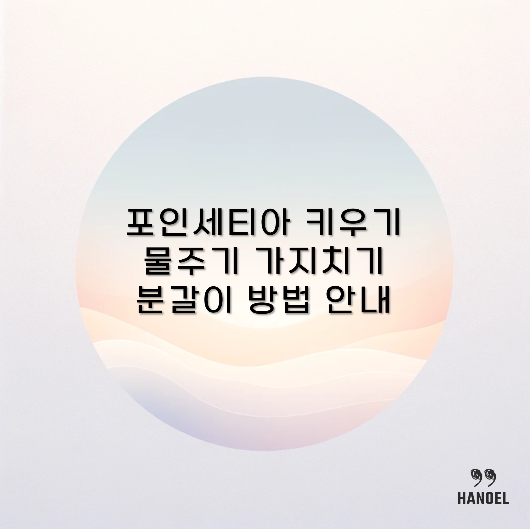 포인세티아 키우기 물주기 가지치기 분갈이 방법 안내