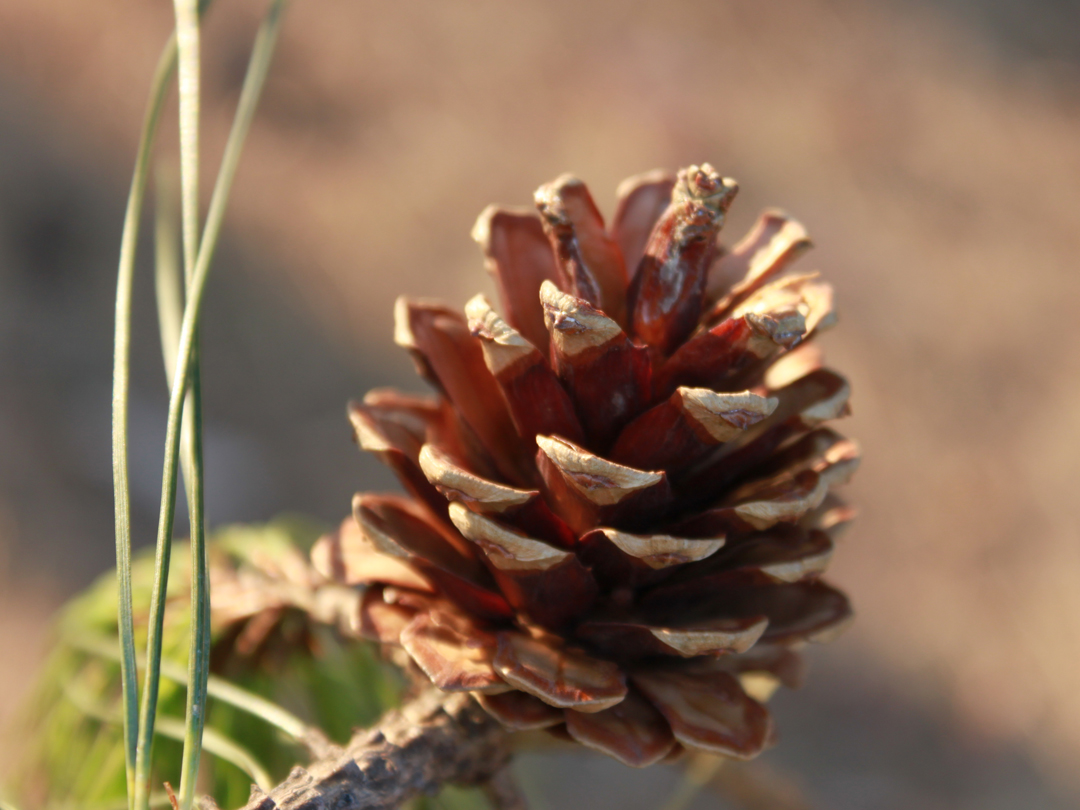 솔방울 저작권 없는 고화질 무료이미지 다운로드