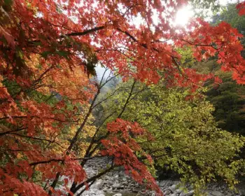 설악산 단풍, 절정 시기_15