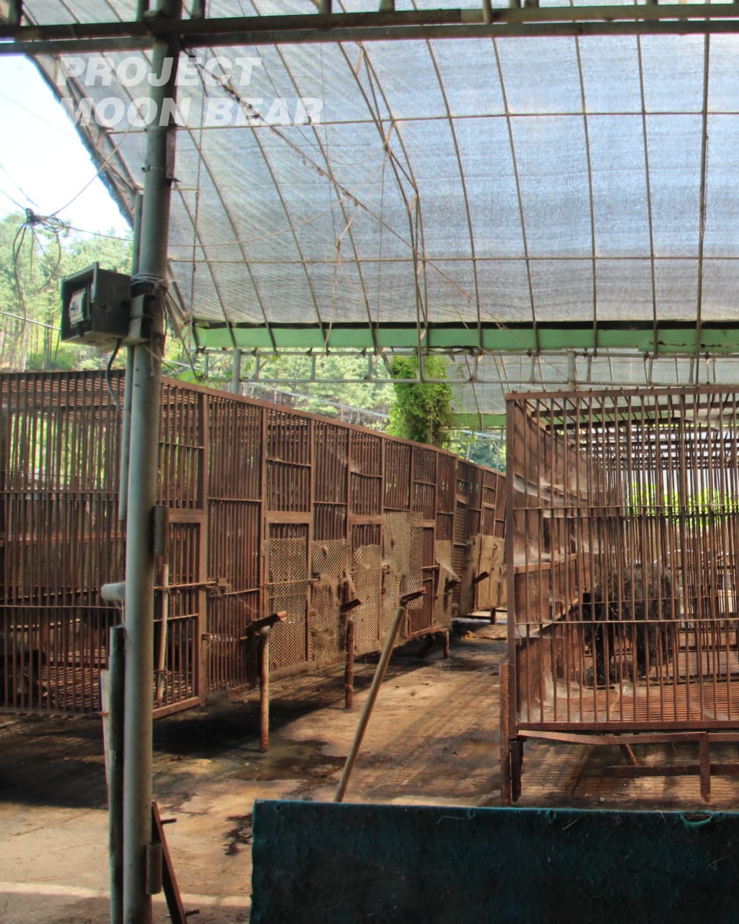 사육곰 농장에 방치되어 있는 곰들