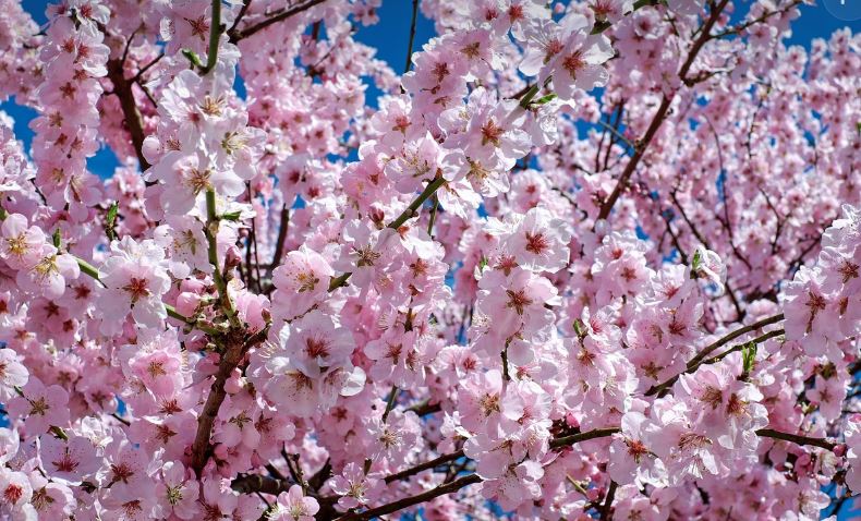 2024 일본 벚꽃 명소 추천 (SNS 핫플 & 숨은 명소 공개)