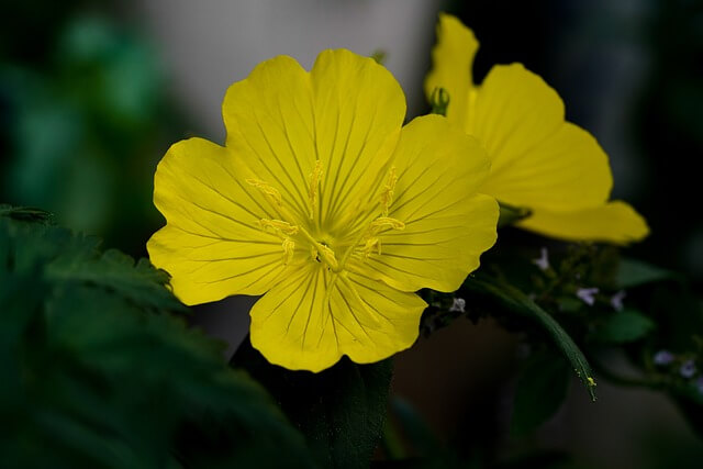 감마리놀렌산 효능 부작용 복용방법