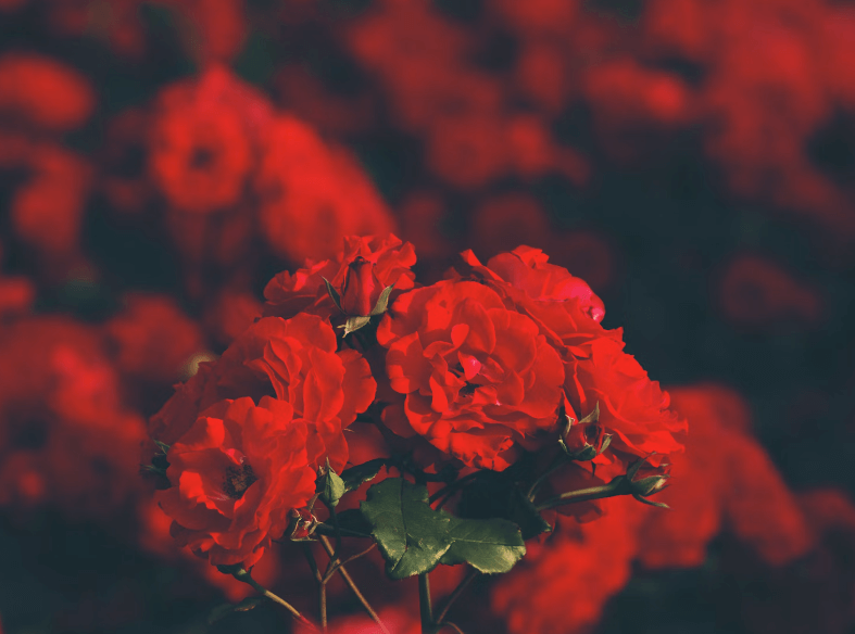 피 토하는 꿈 해몽 풀이