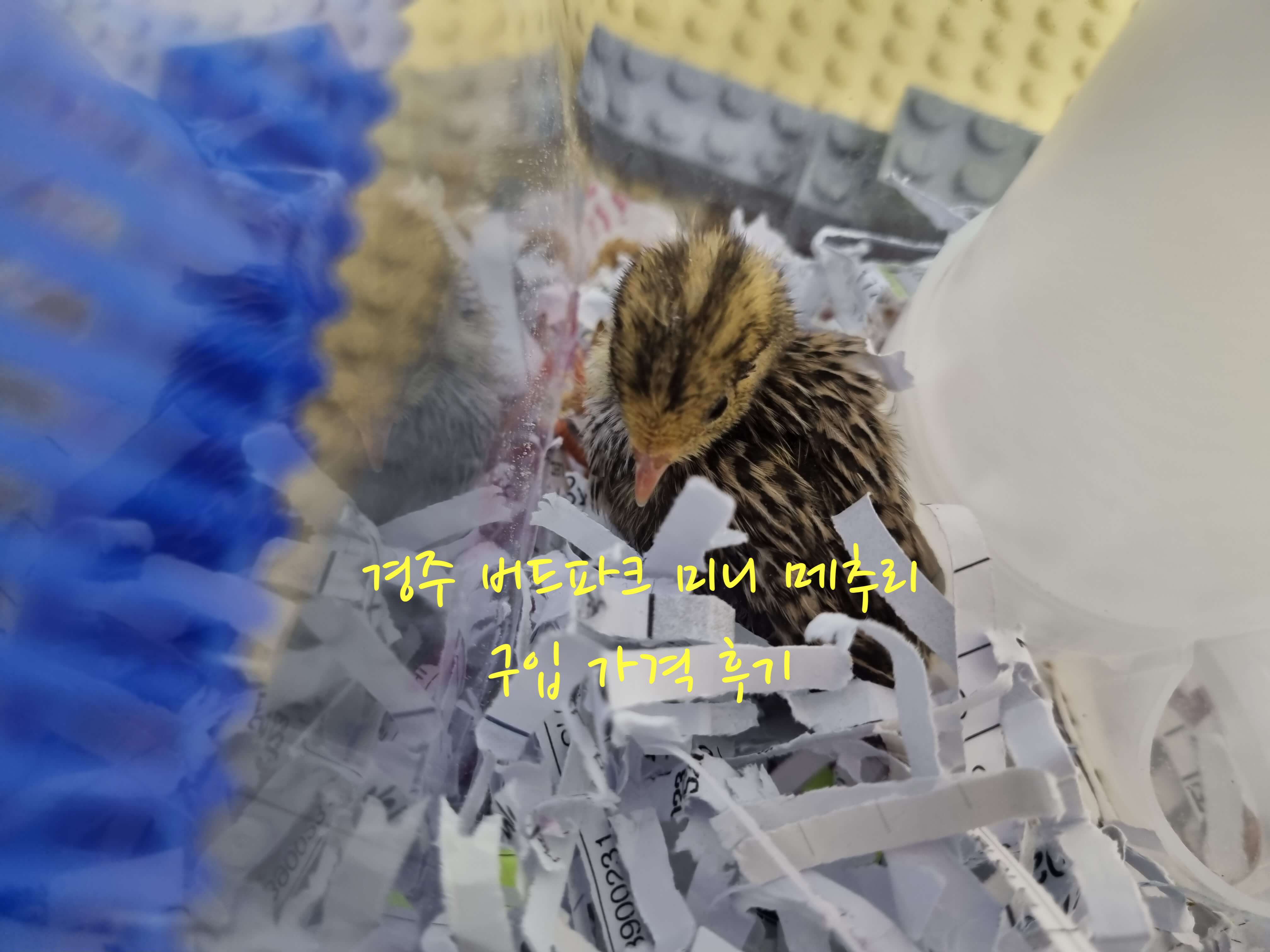 미니 메추리 구입