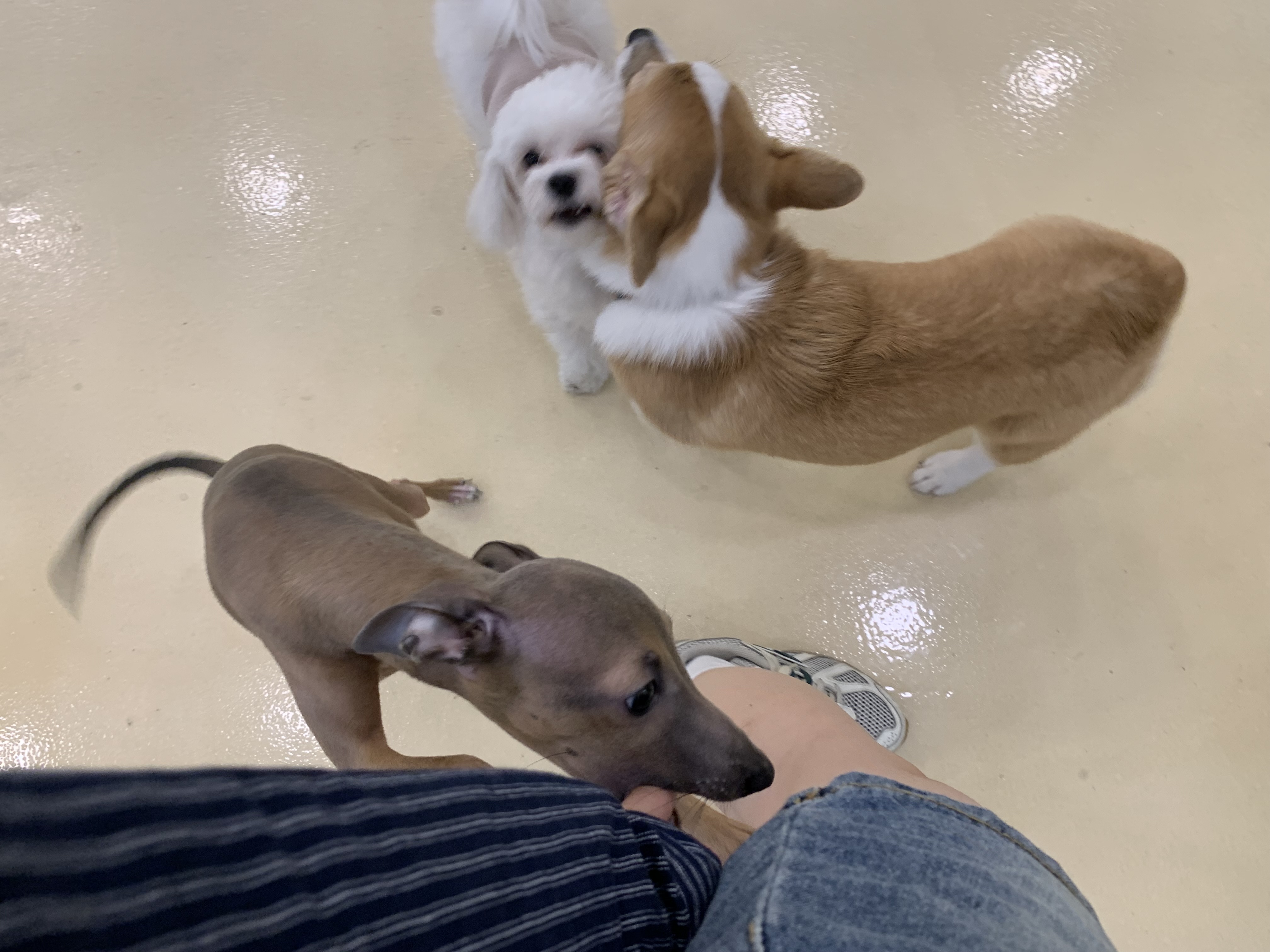 부천 부천시청 애견카페 애견유치원 애견호텔 멍스냅