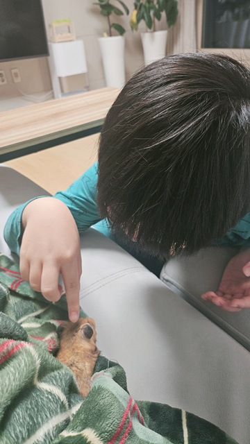 내가 키우는 골든햄스터 겨울철 온도 관리 방법(담요 덮기)