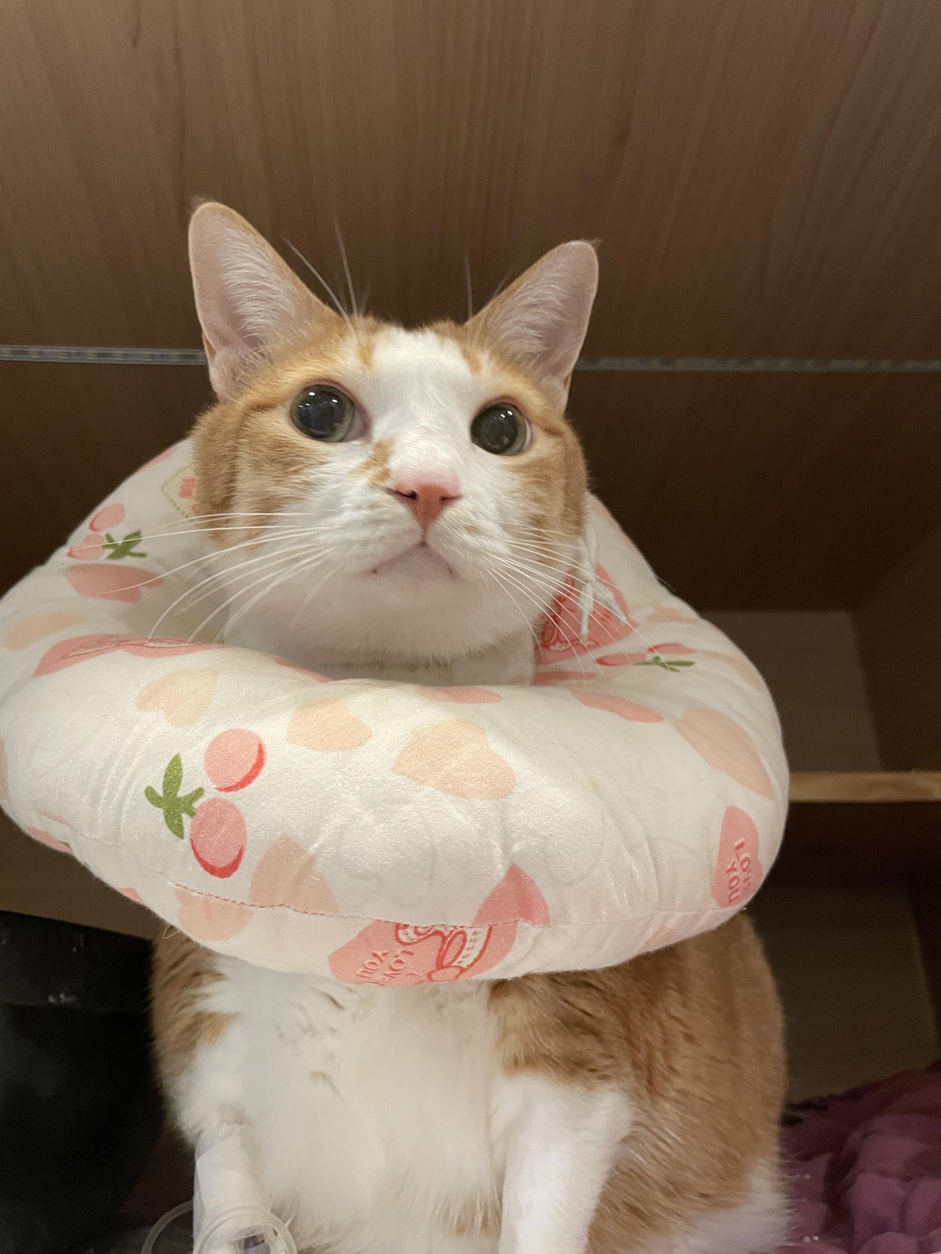 병원_넥카라로_바꿔_하고_있는_입원하고_있는_호야_1