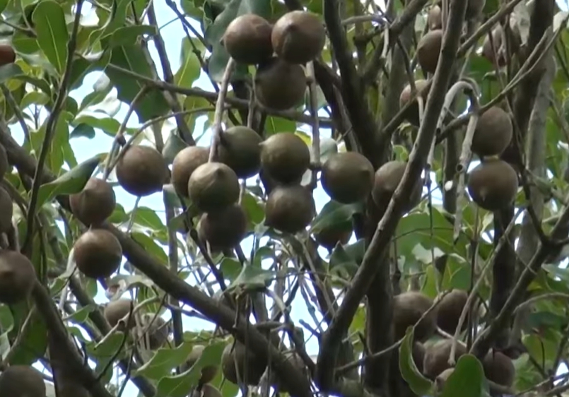 마카다미아의 효능