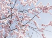 부산-벚꽃-개화시기-2