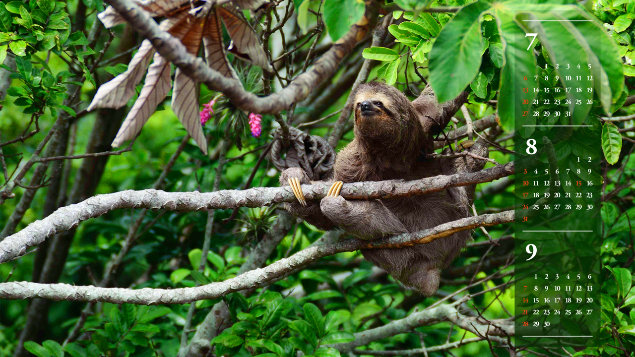 14 세발가락 나무늘보 B - 2025년8월 노트북배경화면