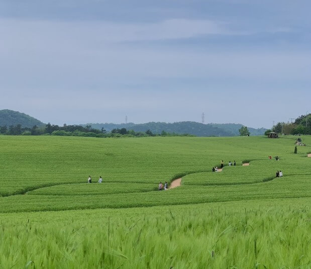 2025 고창청보리밭 축제 : 싱그러운 초록의 향연, 고창청보리밭 축제