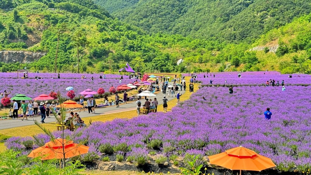 6월 강원도 여행 추천지_라벤더 축제