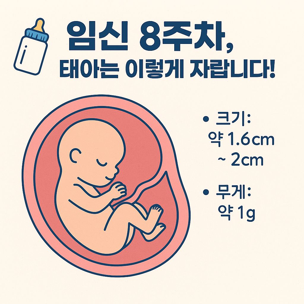 임신 8주차, 태아와 엄마의 중요한 변화