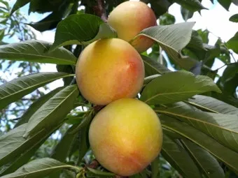 자두 재배 결과지 관리 칼슘 시비 낙과 예방_5