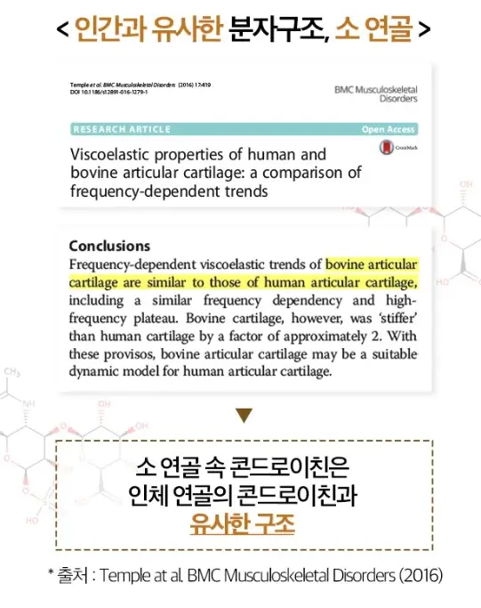 콘드로이친-소연골과-사람연골-분자구조
